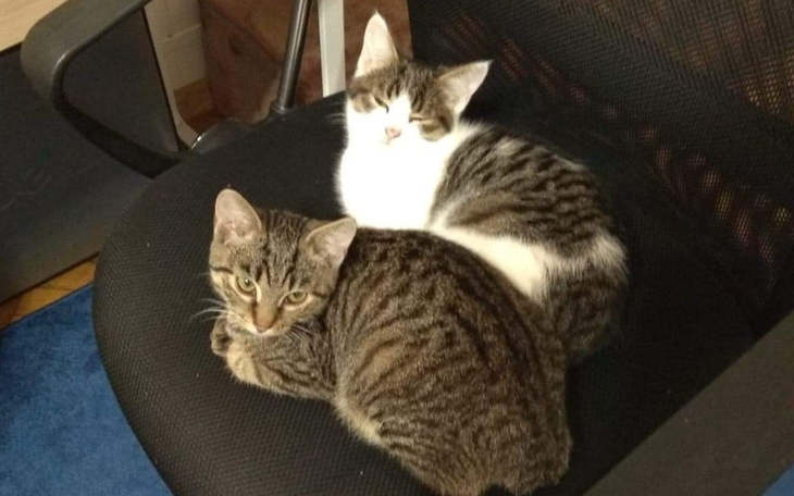 Zbiórka Kuba i Guciu - porzucone koty - zdjęcie główne