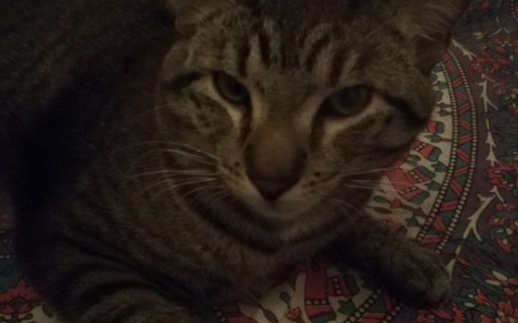 Zbiórka Pomoc dla Mańka - zdjęcie główne