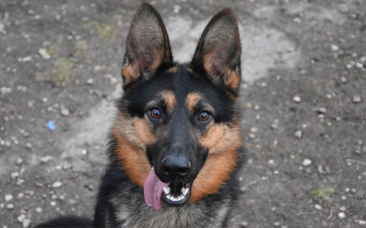 Zbiórka Na spłatę faktury z zooplusa - zdjęcie główne