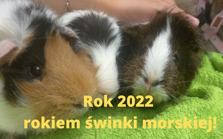 Zbiórka Noworoczna zbiórka świnkowa - zdjęcie główne