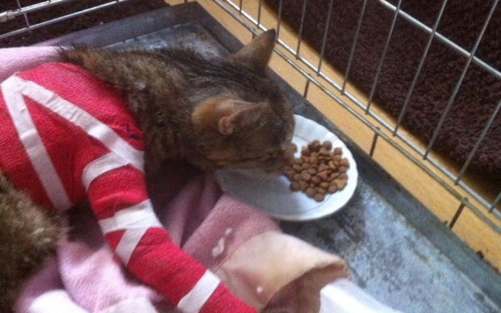 Zbiórka Leczenie i rehabilitacja kotki - zdjęcie główne