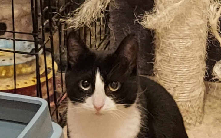 Zbiórka Drapak I karma dla tymczasow. - zdjęcie główne