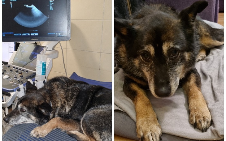 Zbiórka Lusia odeszła za tęczowy most - zdjęcie główne