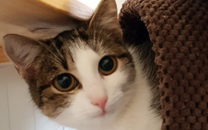 Zbiórka Podarujmy kociętom zdrowie! - zdjęcie główne