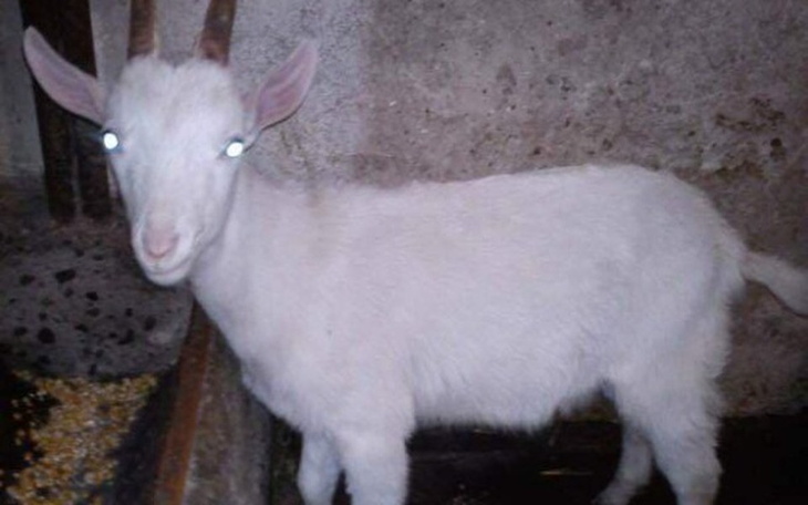 Zbiórka Uratujmy koziołki! - zdjęcie główne