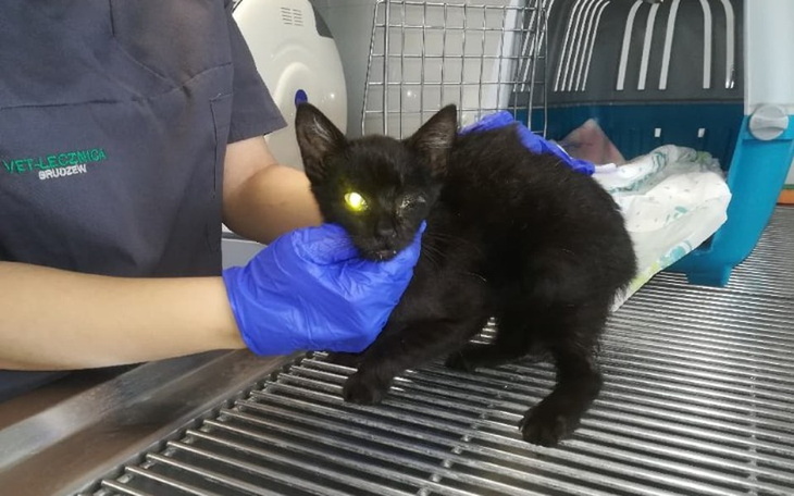 Zbiórka Ratowanie łapki kota po wypadku - zdjęcie główne