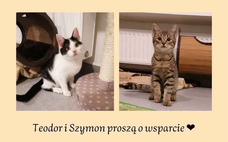 Zbiórka Utrzymanie kotów GRUDZIEŃ - zdjęcie główne