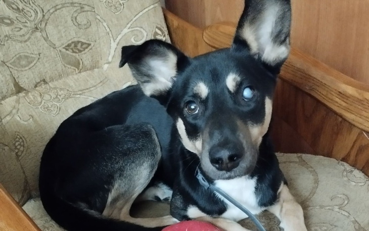 Zbiórka Na leczenie Fadusia - zdjęcie główne