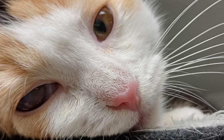 Zbliżenie na kota, jego wyraz twarzy jest spokojny.