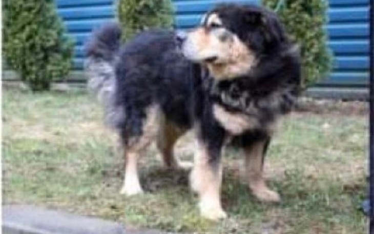 Zbiórka Na transport dla psa z Wojtyszek - zdjęcie główne