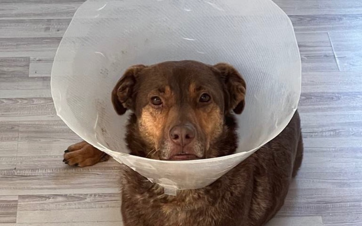 Zbiórka Leczenie Czoko - zdjęcie główne