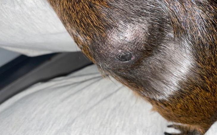 Zbiórka Kaszak świnki potrzebuje pomocy - zdjęcie główne