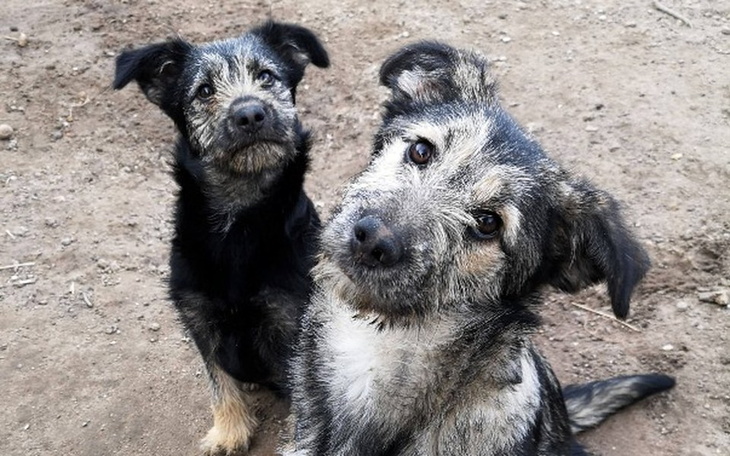 Zbiórka Halinka i Basia proszą o pomoc - zdjęcie główne
