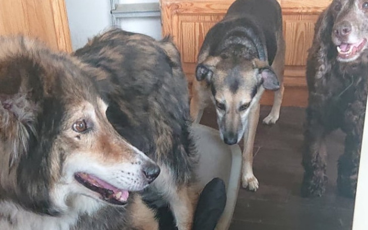 Zbiórka Na małą zamrażarkę i mięso - zdjęcie główne