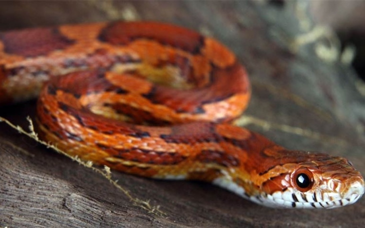 Zbiórka Zbieram na wenrza to jest moje m - zdjęcie główne