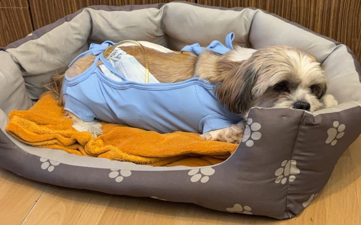 Pies w niebieskim ubranku leży w swoim legowisku, wygląda na zmęczonego.