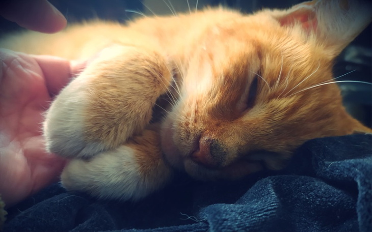 Zbiórka Bezdomna Ruda z białaczką - zdjęcie główne