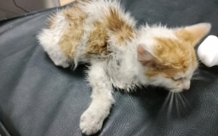 Zbiórka SOS!! Maluszek ze złamaną łapką. - zdjęcie główne