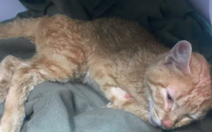 Chory kot leży na kocu, wyglądając na zmęczonego.