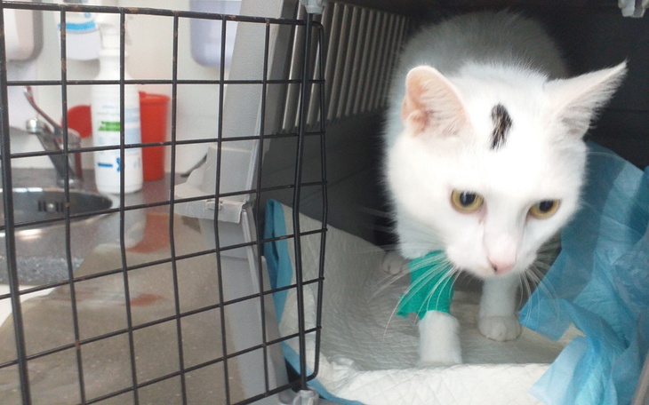 Biały kot wychodzący z transportera, z opatrunkiem na łapie.