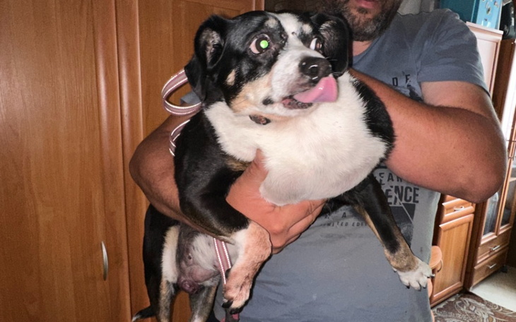 Pies w ramionach właściciela, wygląda na szczęśliwego.