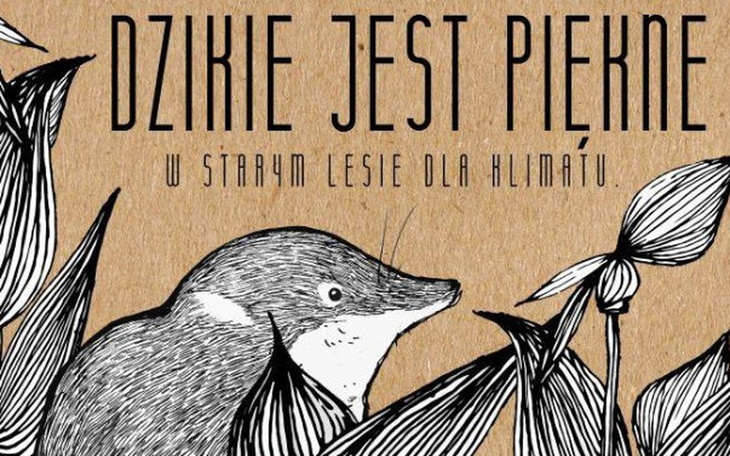 Zbiórka Dzikie jest piękne- festiwal - zdjęcie główne