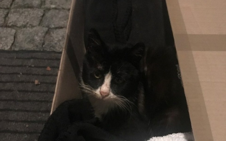 Zbiórka Zdrowie dla Grzybka - zdjęcie główne