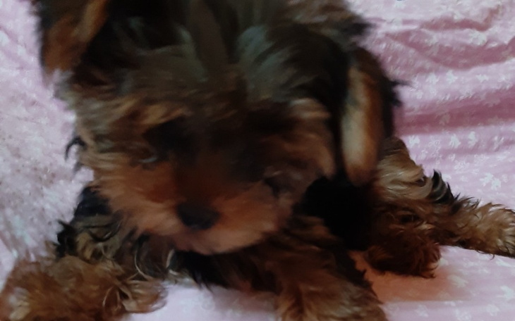 Zbiórka Dla Odiego - zdjęcie główne