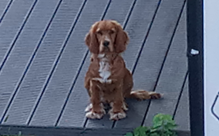 Zbiórka Bezdomny piesek pomuscie - zdjęcie główne