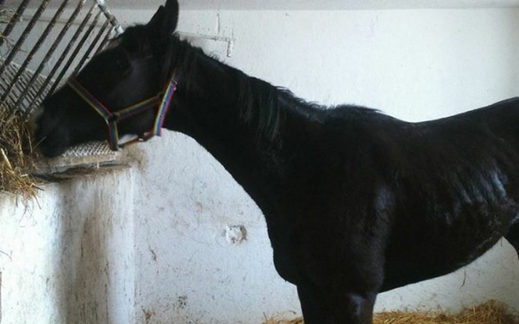 Czarny koń w stajni, jedzący siano.