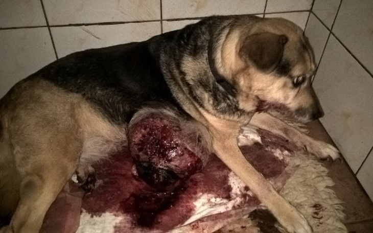 Zbiórka opłacenie kosztów lecznia sunia - zdjęcie główne