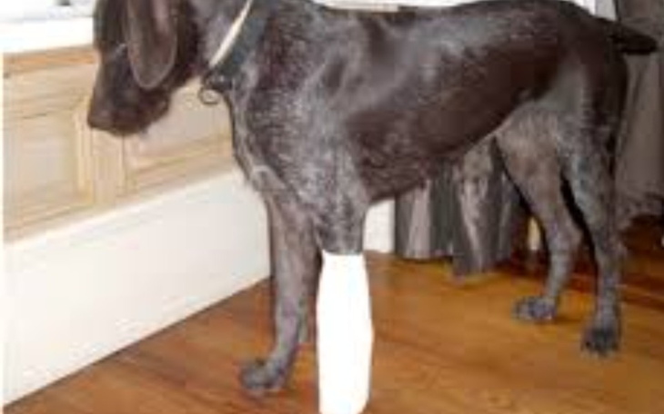 Zbiórka Leczenie nóżki pieska złamanie - zdjęcie główne