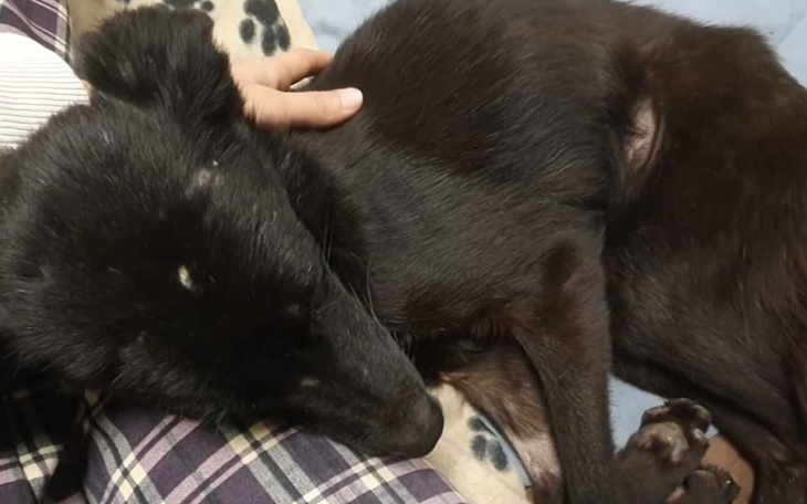 Czarny pies śpiący na kolanach właściciela.