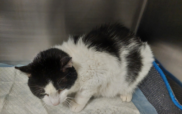 Zbiórka Bezdomny kotek od bezdomnej - zdjęcie główne