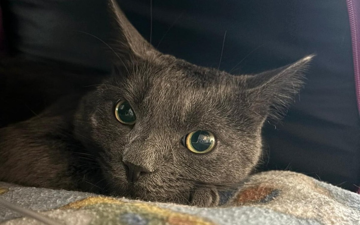 Zbiórka Zapalenie otrzewnej -Hugo walczy - zdjęcie główne