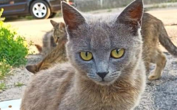 Zbiórka Pomóż Lusi - zdjęcie główne