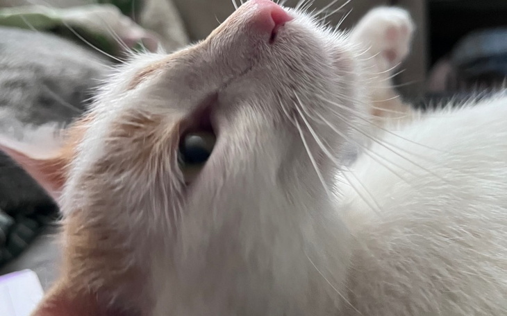 Zbiórka Daj piątaka na kociaka II Rubiś - zdjęcie główne