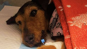 Zbiórka Scooby nas potrzebuje! - miniaturka zdjęcia