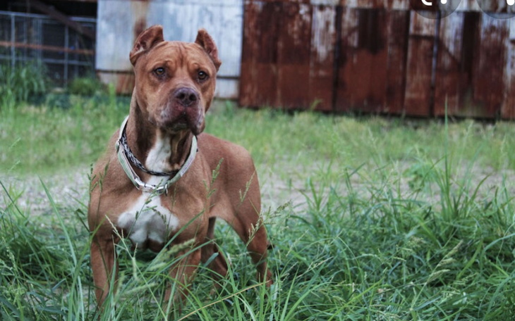 Zbiórka Pomóz bezdomnym psom Prosze - zdjęcie główne