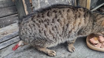 Zbiórka Kotek z uszkodzonym ogonem - miniaturka zdjęcia