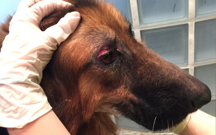 Zbiórka Dosłownie płakał o pomoc... - zdjęcie główne