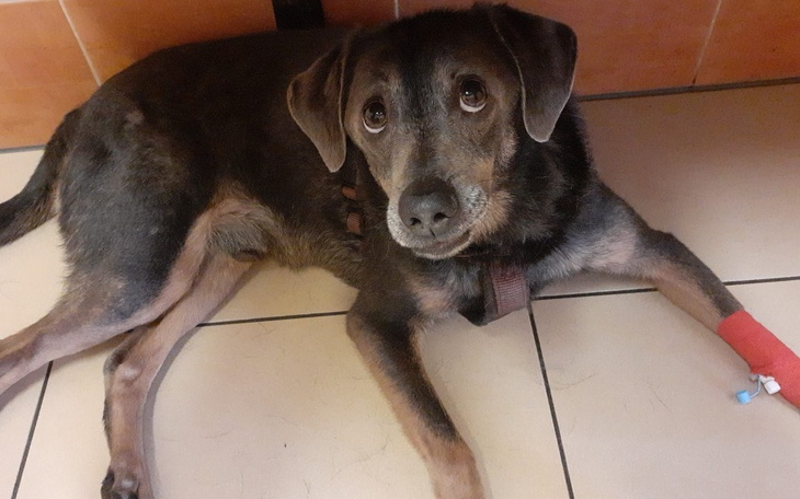 Zbiórka Rehabilitacja i leczenie Maksia - zdjęcie główne