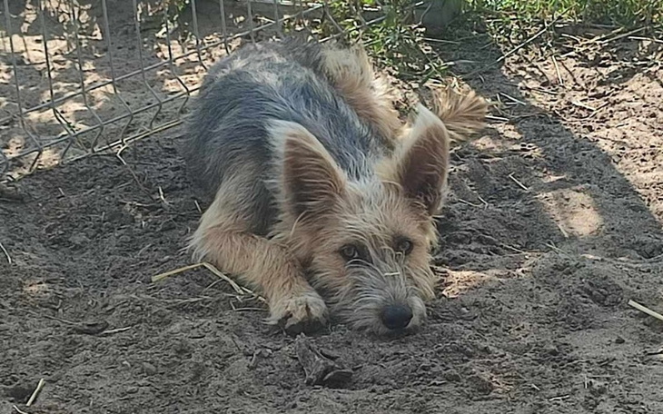 Pies leżący na ziemi, z uszami uniesionymi.