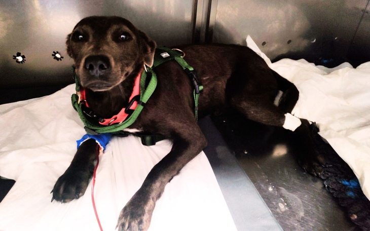 Zbiórka Walka z czasem, walka o życie - zdjęcie główne