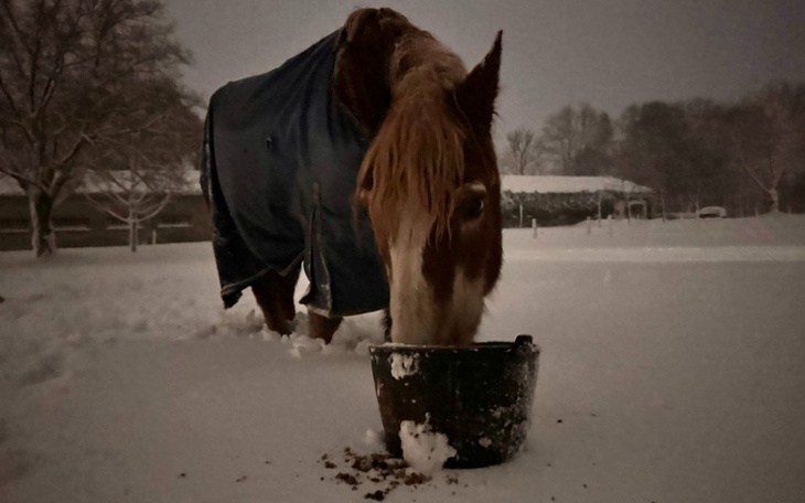 Koń w zimowej scenerii, jedzący z wiadra.
