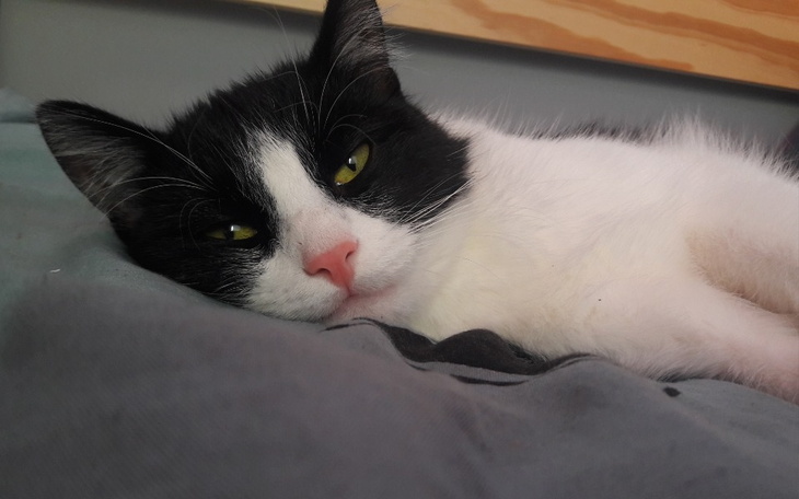 Zbiórka Kotek chce drapak - zdjęcie główne