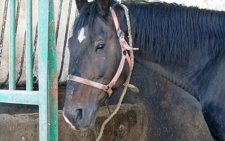 Zbiórka Gustaw prosi o pomoc. - zdjęcie główne
