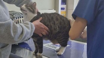 Zbiórka Sonia ma raka potrzebna operacja - miniaturka zdjęcia