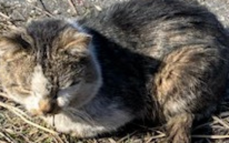 Zbiórka S.O.S. dla porzuconych zwierząt - zdjęcie główne