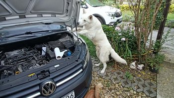 Zbiórka Samochód ratujący życie zwierząt - miniaturka zdjęcia